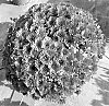 Chrysanthemum%20X%20morifolium%20%27Zanmuroar%27