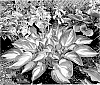 Hosta%20hybrid%20%28Tratt.%29%20%27My%20Fair%20Lady%27
