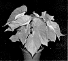 Caladium%20X%20hortulanum%20%27BRZ%20STR%20013-22173%27