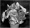Caladium%20X%20hortulanum%20%27FRH%20OF15-107%27