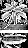 Manfreda%20times%20Agave%20%27Niagara%20Falls%27