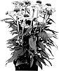 Echinacea%20hybrida%20%27IFECSSBLUS%27
