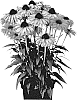 Echinacea%20hybrida%20%27IFECSSMIN%27