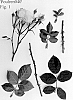 Rosa%20hybrida%20%27Poulren040%27