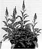 Veronica%20hybrida%20%27Dovercanhopi%27