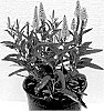 Veronica%20hybrida%20%27Dovercanpin%27