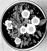 Leucanthemum%20maximum%20%27Doleuswedaishe%27