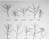 Cynodon%20dactylon%20%28L.%29%20Pers.%20X%20C.%20transvaalensis%20Burtt-Davy%20%27OKC3920%27