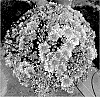 Chrysanthemum%20X%20morifolium%20%27Zanmutribe%20Orange%27