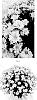 Chrysanthemum%20x%20morifolium%20%27CIFZ0099%27