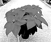 Euphorbia%20pulcherrima%20%27NPCW22279%27