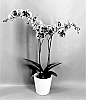 Phalaenopsis%20hybrid%20%27PHA988874%27