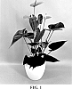 Anthurium%20andraeanum%20L.%20%27AN2429660%27