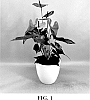 Anthurium%20andraeanum%20L.%20%27AN2891370%27