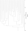Cynodon%20transvaalensis%20x%20Cynodon%20dactylon%20var.%20dactylon%20%27OKC1876%27