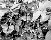 Rubus%20subgenus%20Rubus%20Watson%20%27APF-409T%27