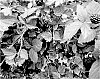 Rubus%20subgenus%20Rubus%20Watson%20%27APF-409T%27