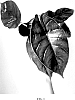 Alocasia%20hybrid%20%27Green%20Unicorn%27