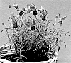 Lavandula%20stoechas%20pedunculata%20%27IB61016%27