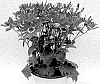 Senecio%20cruentus%20%27Sene%20Nina%2055%27