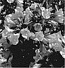 Weigela%20florida%20%27TMWG18-02%27