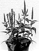 Veronica%20hybrida%20%27Dovercanb%27