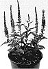 Veronica%20hybrida%20%27Dovercanpur%27