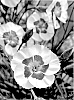 Dianthus%20allwoodii%20hort.%20%27WP22%20PIE39%27