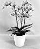 Phalaenopsis%20hybrid%20%27PHA932414%27