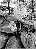 Hosta%20hybrid%20%28Tratt.%29%20%27Sound%20of%20Music%27