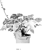 Heuchera%20villosa%20%27MS2020%27