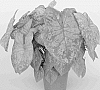 Caladium%20Plant%20Named%20%27Lava%20Glow%27