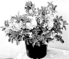 Weigela%20florida%20%27TMWG19-28%27