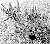 Buddleia%20x%20hybrida%20%28Buddleia%20davidii%20x%20B.%20crispa%20x%20B.%20alternafolia%20x%20B.%20lindleyana%29%20%27PODARASNGA%203-30%27