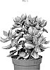 Crassula%20ovata%20%27OVWOODS04%27
