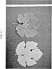 Vitis%20vinifera%20L.%20%27TRASEMIS%27