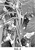 Humulus%20lupulus%20%27YQH-1320%20EXP%27