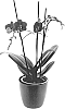 Phalaenopsis%20hybrida%20%27Wiggle%20Giggle%27