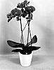 Phalaenopsis%20hybrid%20%27PHA407209%27