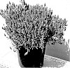 Lavandula%20pedunculata%20%27LAVP1385%27