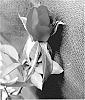 Rosa%20hybrida%20%27VLR13003%27