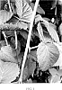 Rubus%20idaeus%20L.%20%27DrisRaspTwentyThree%27
