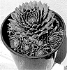 Sempervivum%20hybrida%20%27VS2023-01%27