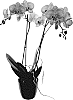 Phalaenopsis%20hybrida%20%27Good%20Reason%27