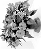 Impatiens%20hawkeri%20%27Dongimeguinpin%27