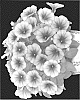 Petunia%20X%20hybrida%20%27Dopetpotpurvei98%27
