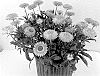 Xerochrysum%20bracteatum%20%27Bonxe%201651%27