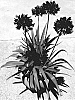 Agapanthus%20hybrid%20%27DWAgHyb02%27