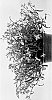 Lobelia%20erinus%20%27WNLOBLSB23%27