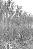 Tripsacum%20dactyloides%20x%20Miscanthus%20sacchariflorus%20%27Mammoth%27